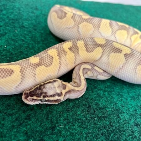 Pastel Enchi Lesser Ball Python