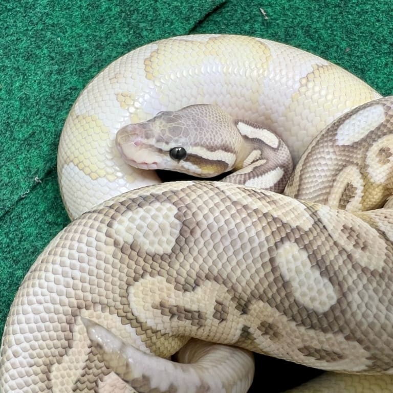 Exact Butter Pastel Lesser | Ball Pythons for Sale