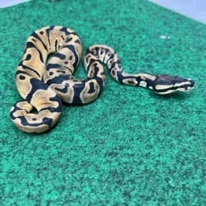 Exact Normal Ball Python Female at 79g