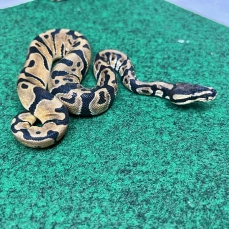 Exact Normal Ball Python Female at 79g