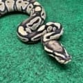 Exact Low Grade desert ghost Axanthic Ball Python Female at 372g