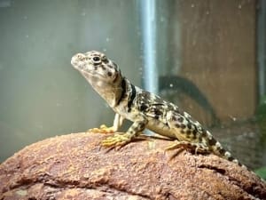 eastern collard lizard for sale