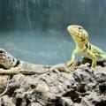 Eastern Collard lizard for sale