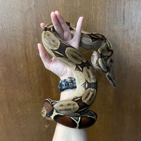 Normal Red Tail Boa