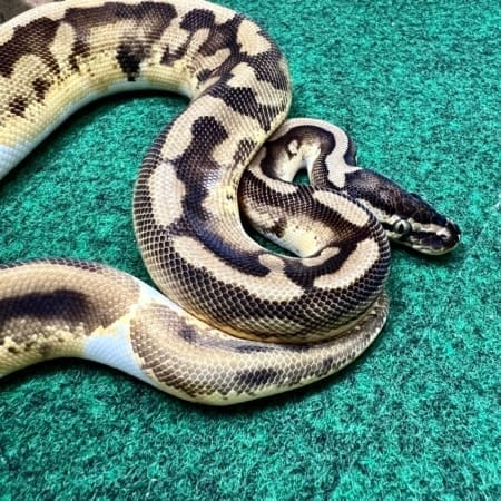 Exact Pied Low White Ball Python Female at 303g
