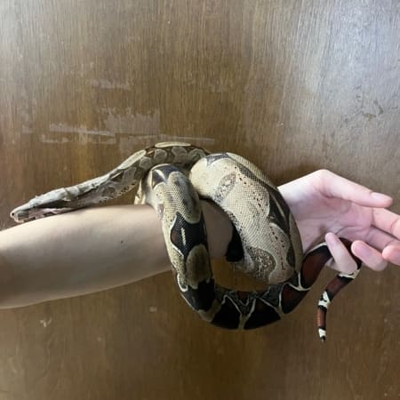 Normal Red Tail Boa
