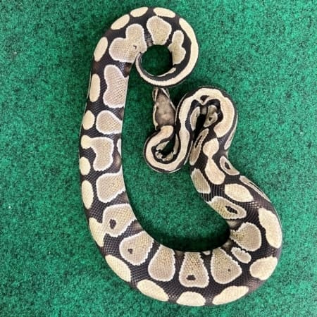 low grade axanthic female 462g
