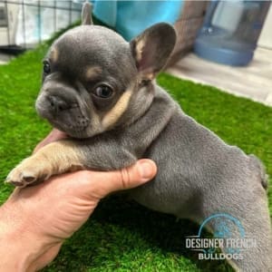 blue french bulldog for sale