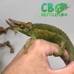 Jacksons chameleon for sale