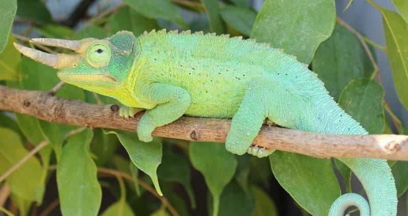 Jacksons chameleon for sale