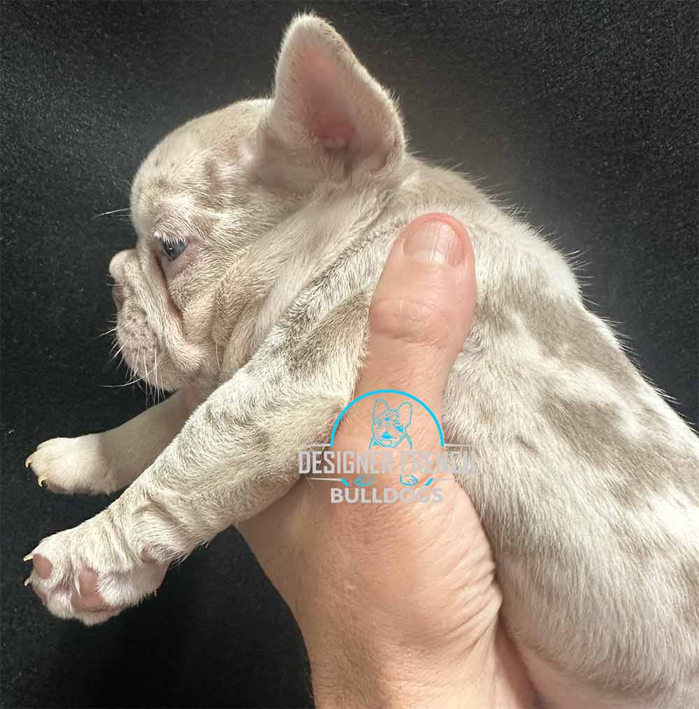 blue merle french bulldog