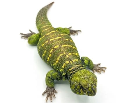 ornate uromastyx sale