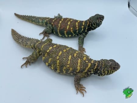 ornate uromastyx for sale