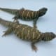 ornate uromastyx for sale