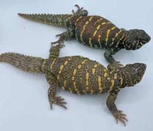 ornate uromastyx