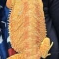 red hypo paradox