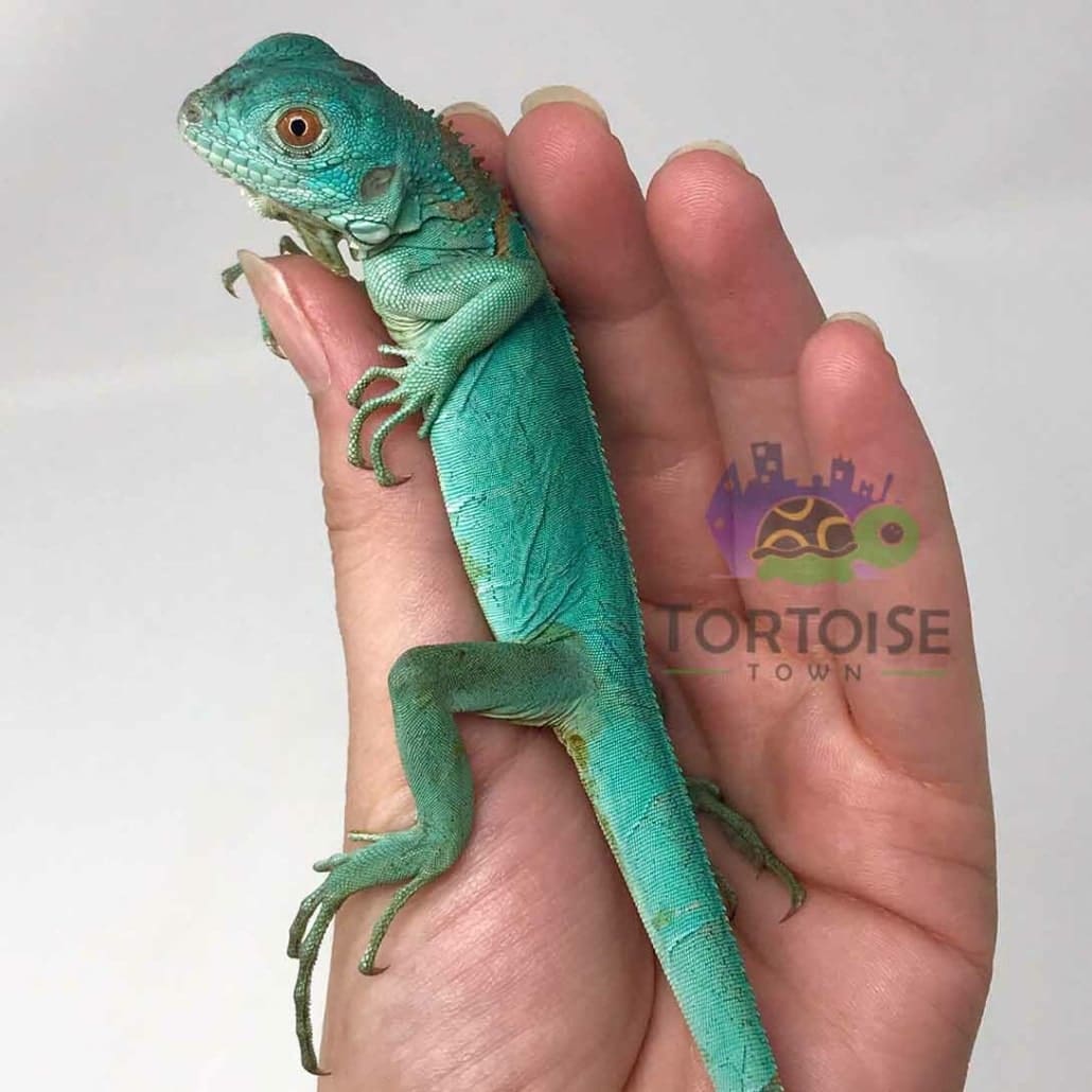 Reptiles for sale online from the best online reptile store offering pet