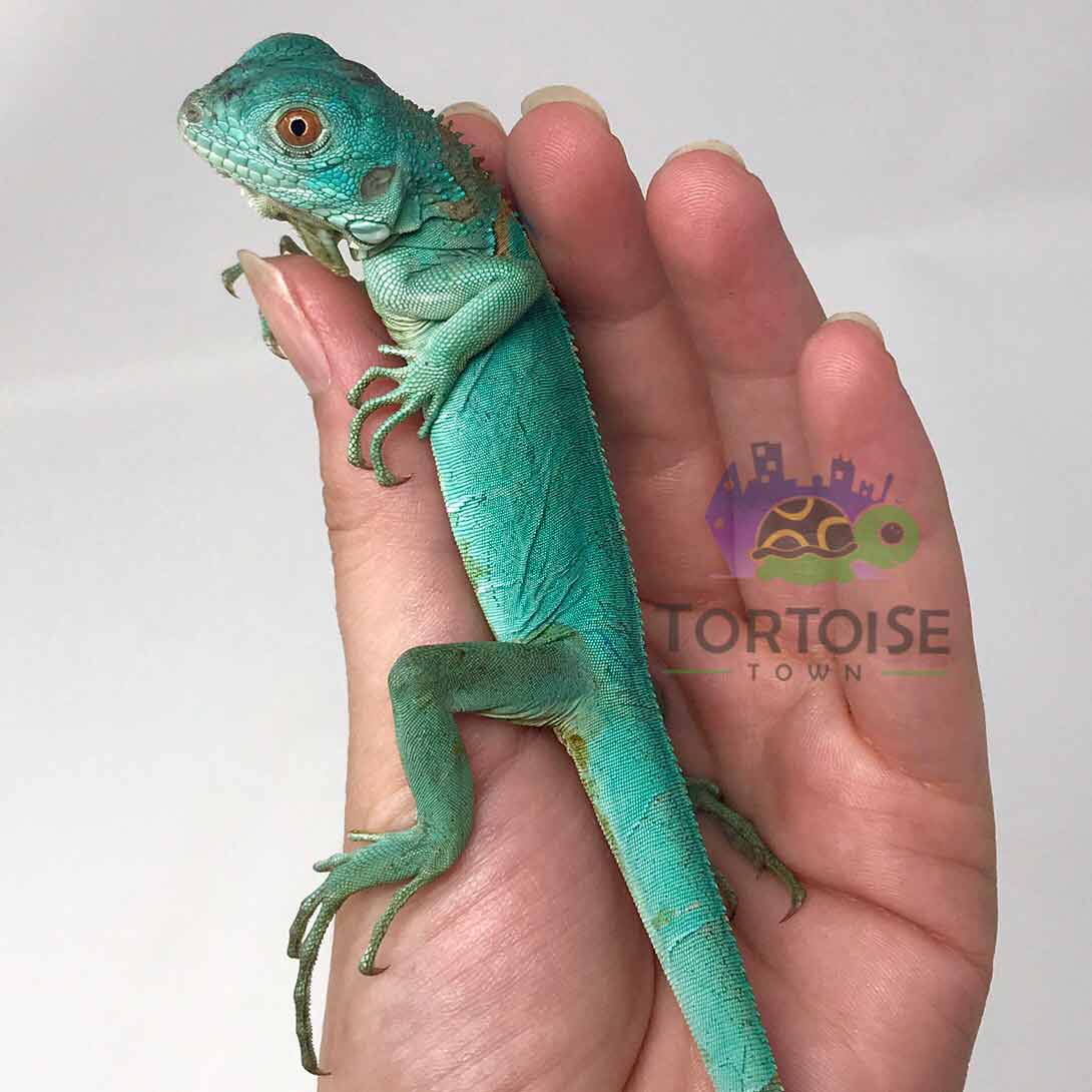 iguana for sale