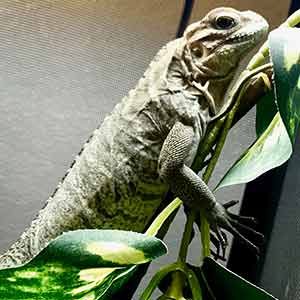 iguanas for sale