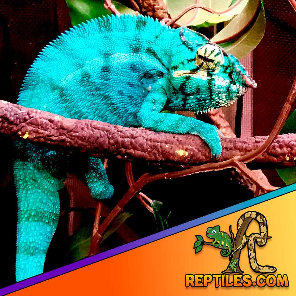 panther chameleon for sale