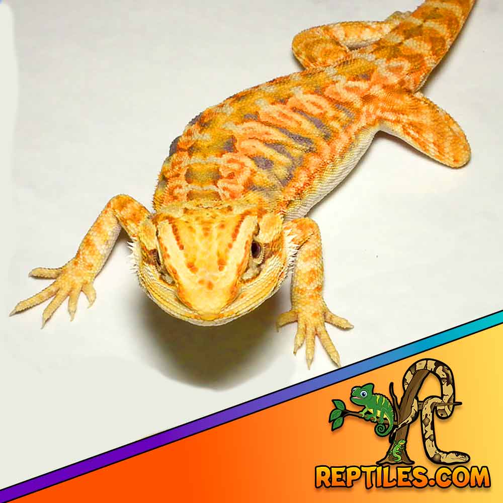 bearded dragon for sale