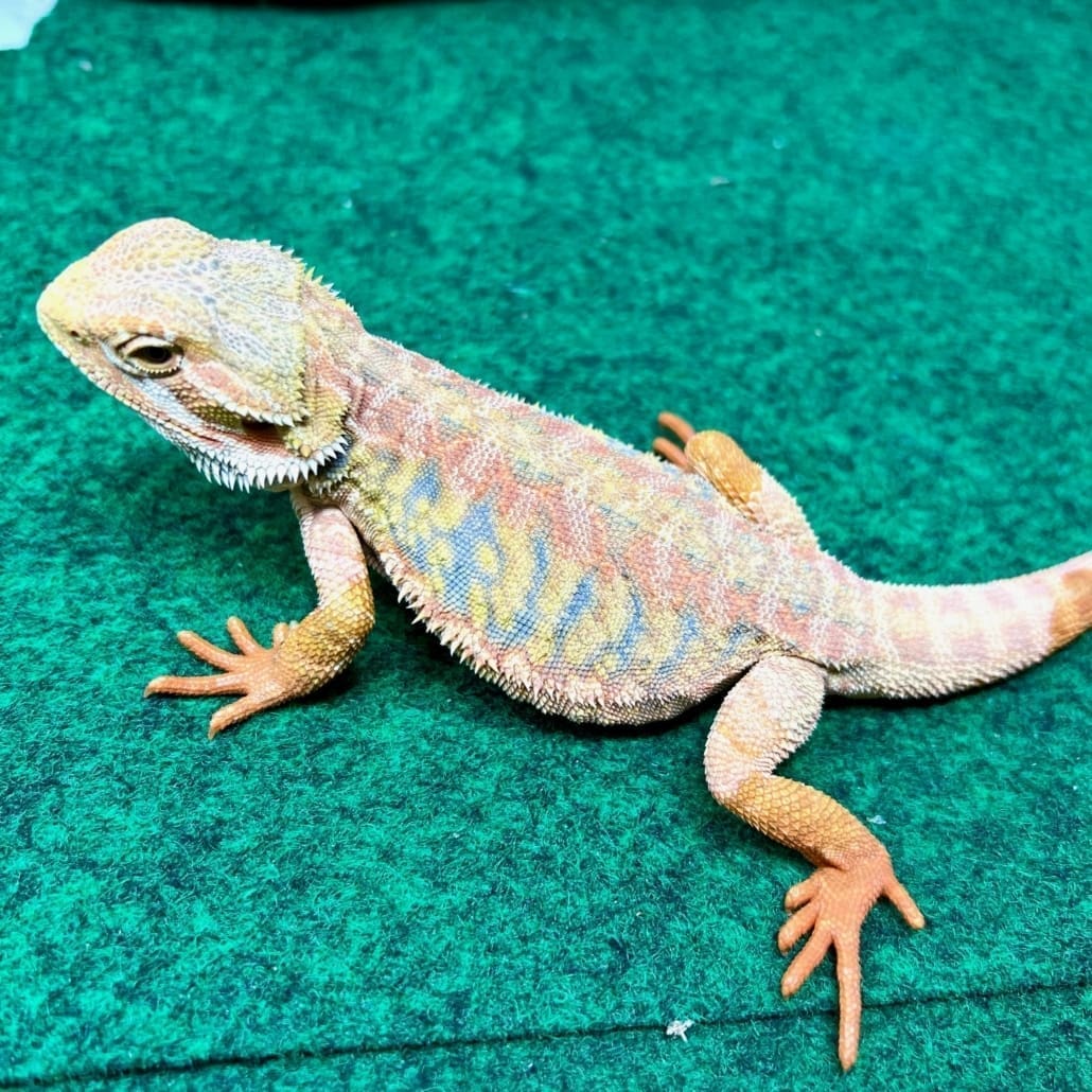 Albino Rainbow Bearded Dragon Authorized Site Espace trail du 