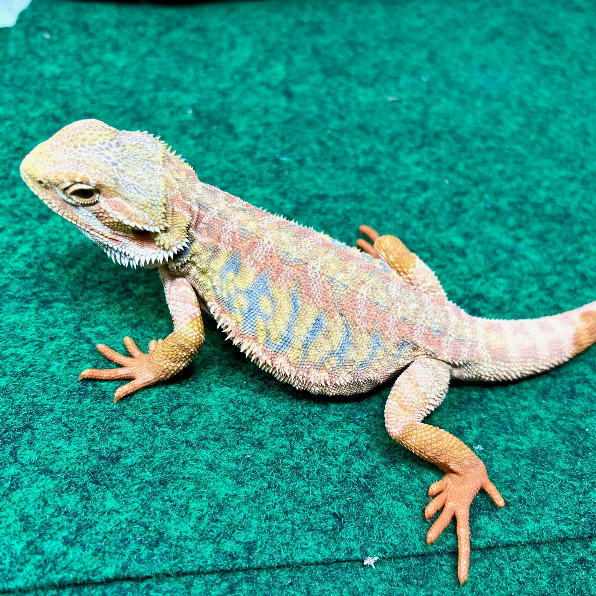 Twnsnow White Blue Flame Bearded Dragon 33