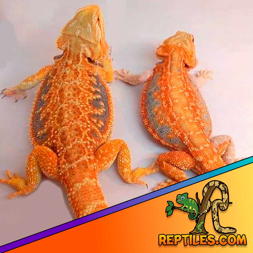 bearded dragons for sale