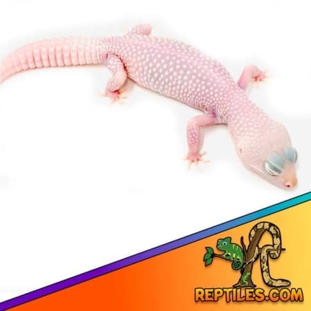 leopard gecko prices