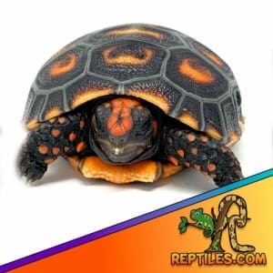 tortoise for sale