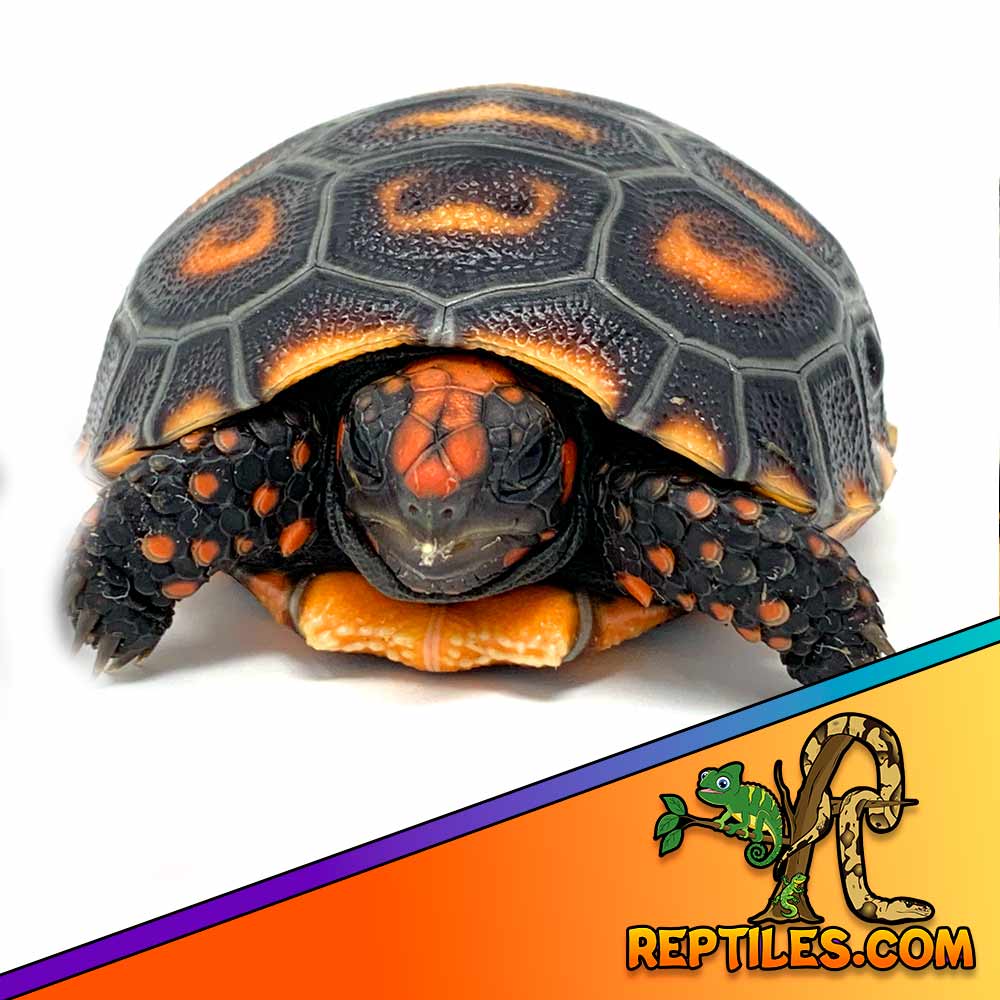 tortoise for sale