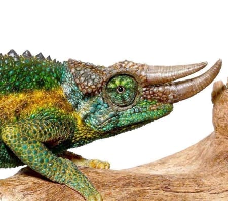 rainbow jackson's chameleon