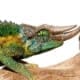 rainbow jackson's chameleon