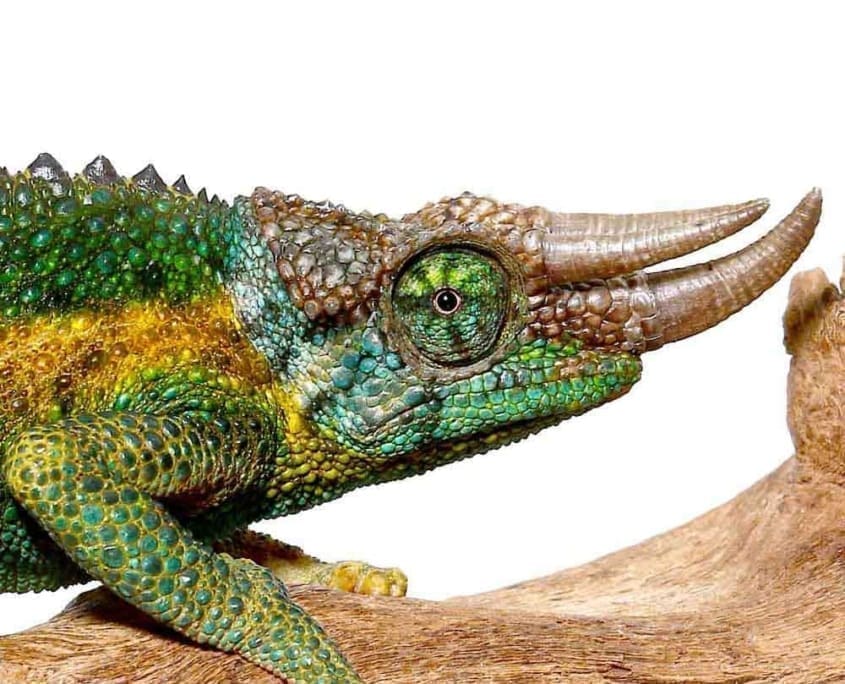 Rainbow Jackson's Chameleon for Sale online at the best prices