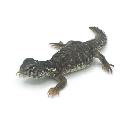 baby Egyptian uromastyx for sale