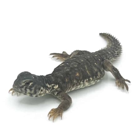 baby Egyptian uromastyx for sale