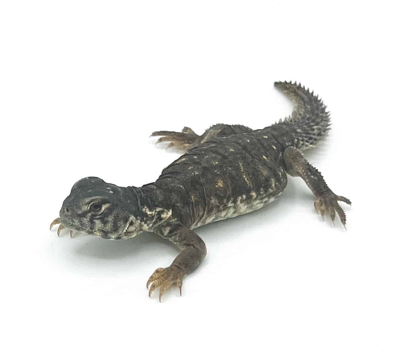 Uromastyx bedding deals