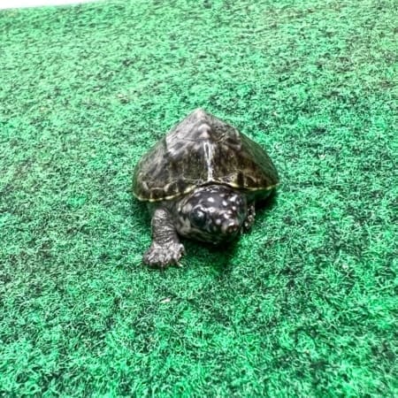 musk turtle