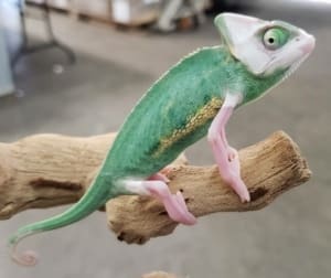 high white pied veiled chameleon