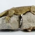 egyptian uromastyx