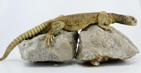 egyptian uromastyx