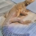 egyptian uromastyx for sale