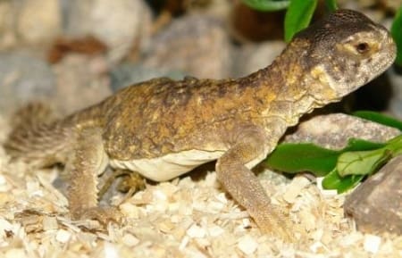 Egyptian uromastyx for sale