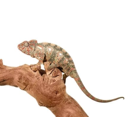 oustalets chameleon for sale