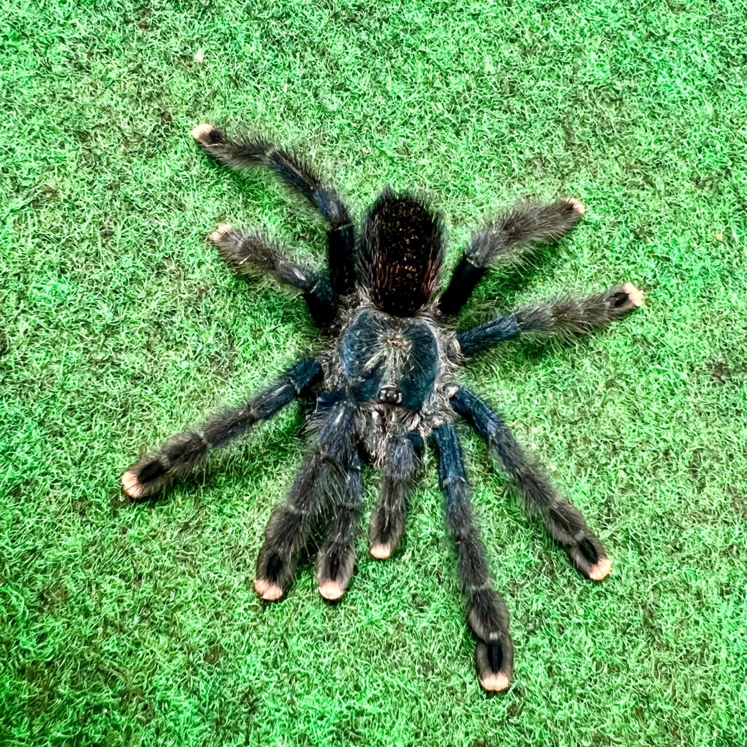 Metallic Pink Toe Tarantula for Sale!