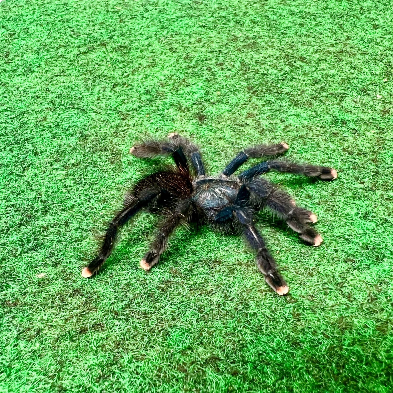 Metallic Pink Toe Tarantula for Sale!