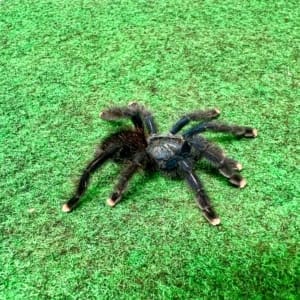 metallic pink toe tarantula