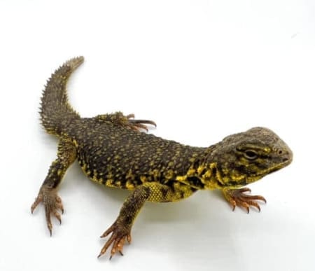 Yellow niger uromastyx