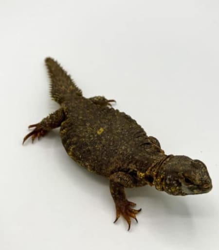 Yellow uromastyx
