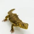 Yellow niger uromastyx for sale